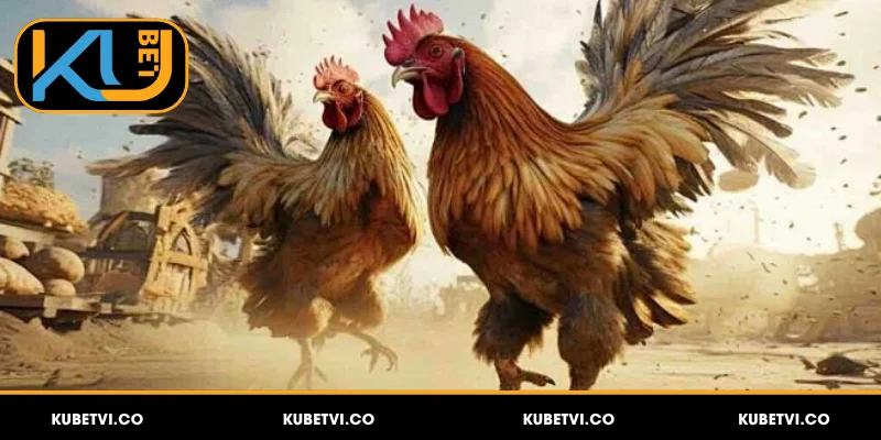 Giới thiệu chung về đá gà Kubet